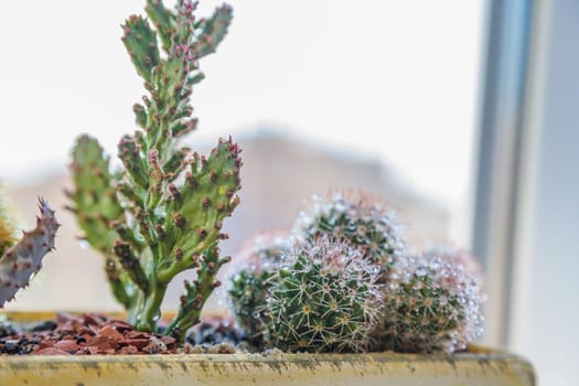A set of cactus flowers in one pot. Composition from cacti. Close-up