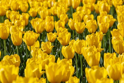 flaccid yellow tulips in the field at spring daylight - close-up full frame background with selective focus