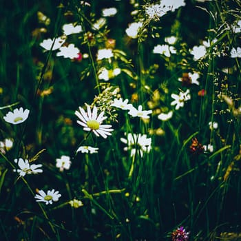 Daisy meadow in summer, green grass and blooming flowers, chamomile field as spring nature and floral background, botanical garden and eco environment.