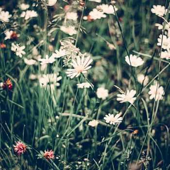 Vintage daisy field in summer, green grass and blooming flowers, chamomile meadow as spring nature and floral background, botanical garden and eco environment.