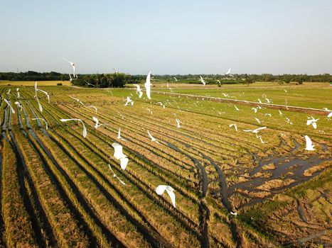 Flock of crane birds fly at paddy field.