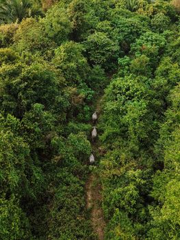 Aerial look down three buffaloes walk in green bush.