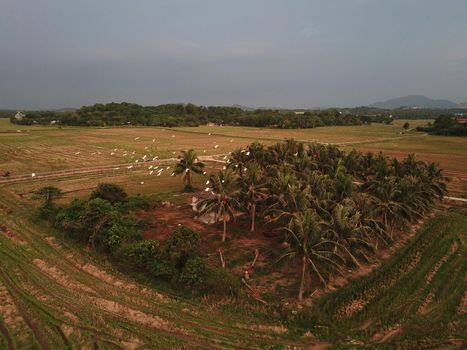 Aerial egret birds back to habitat. Rural area near Malays Kampung.