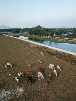 Vertical view cows grazing grass near Malays village.