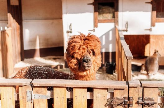 Llama in the pen at the family farm looks at the camera, a red fluffy shaggy llama. Portrait of a furry alpaca. Lama is a Peruvian farm cattle.