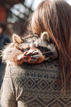 A cute raccoon lies on the girl's shoulder and stretches its paw to the camera. The animal waves its paw hello. fluffy raccoon male. A tamed mammal at the petting zoo. selective focus