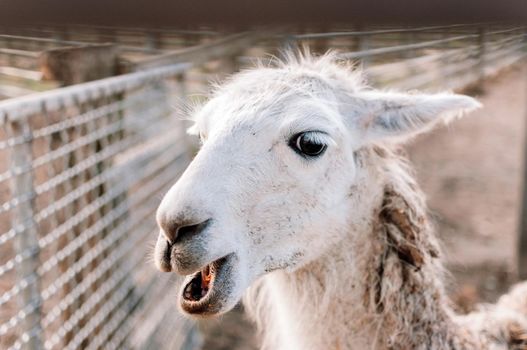 white alpaca with open mouth. close-up of a llama in his paddock on a farm