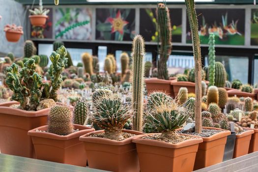 Collection of various tropical cactus and succulent plants in different pots. Potted cactus at the greenhouse garden