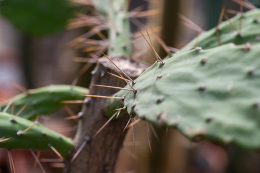Close-Up Of Succulent cactus Plant at the greenhouse garden