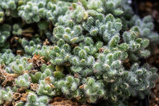 Collection of various tropical cactus and succulent plants in different pots. Potted cactus at the greenhouse garden