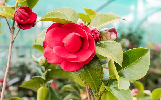 Beautiful red camellia flowers cultivated inside a greenhouse