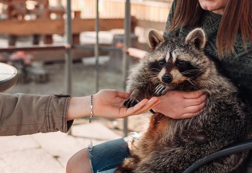 The girl holds a raccoon in her arms. The second girl holds out her hand to him. A cute fluffy male raccoon. A tamed raccoon in a cage at a petting zoo. selective focus