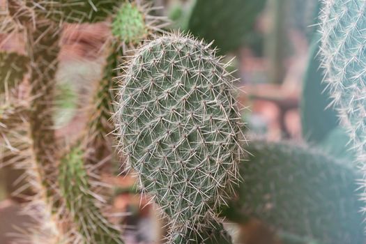 Close-Up Of Succulent cactus Plant at the greenhouse garden.