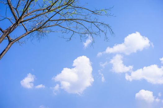 tree and sky background
