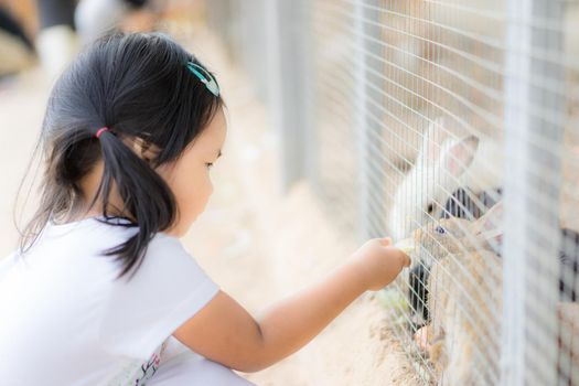 Cute little girl feeding rabbit on the farm