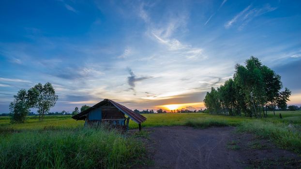 Hut in the green rice fields with sunset