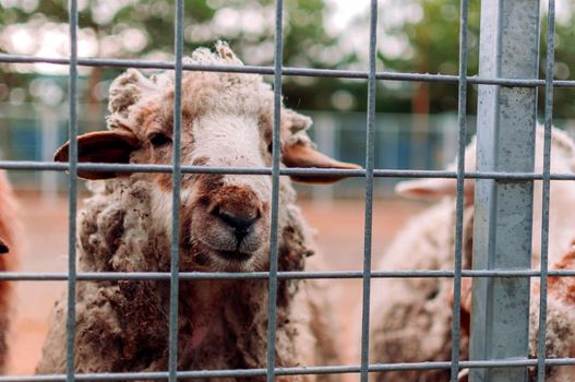 Sheep looks into the frame through the mesh of the corral at the farm, portrait. Mammals are in the zoo. Hungry animals. Selective focus.