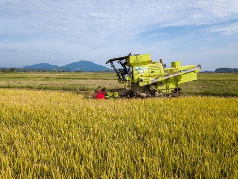 Penanti, Penang/Malaysia - Aug 27 2019: Paddy harvester reaping rice crop.