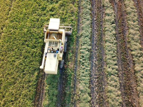 Georgetown, Penang/Malaysia - Feb 29 2020: Yellow harvester in paddy field.