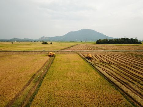 Bukit Mertajam, Penang/Malaysia - Mar 07 2020: Rice harvester in paddy field.