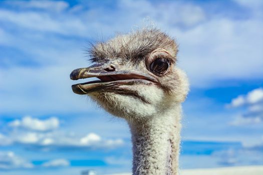 Ostrich in a farm on a background of blue sky looking at you