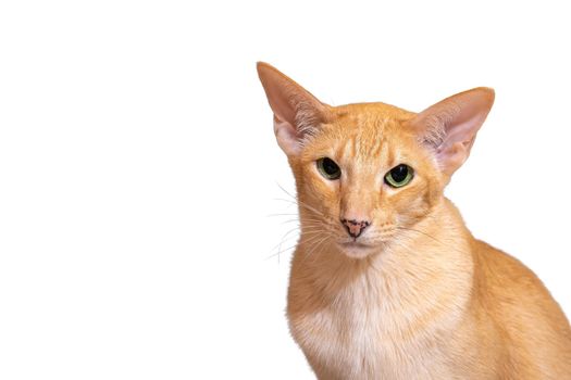 Red tabby point with green eyaes oriental cat portrait isolated on white background cat portrait