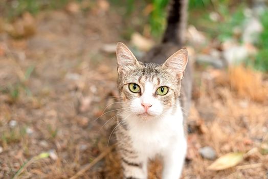 Little nice domestic kitty with yellow eyes in the backyard