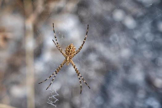 Argiope lobata spider sitting in a web in the field, macro