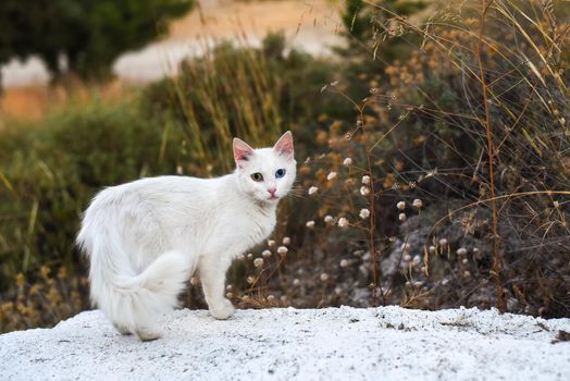 A homeless white cat with different coloured eyes in the nature. Heterochromia iridium.
