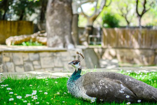 Peacock taking a nap on a green grass with camomile flowers at the yard of farm