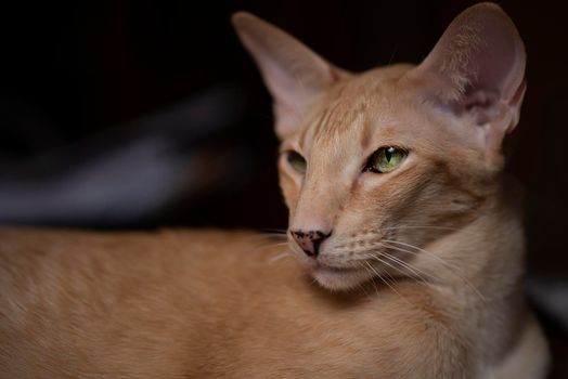 Ginger red oriental cat with clear green eyes laying