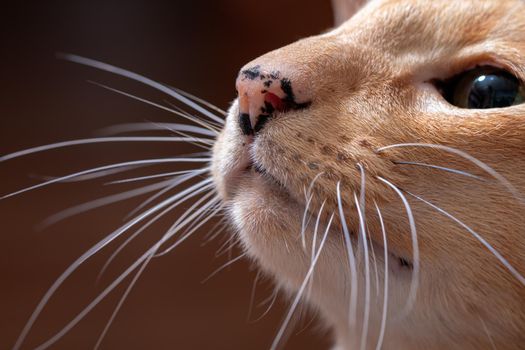 Ginger red oriental cat with long cat's mustache closeup