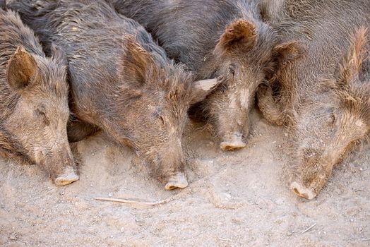 Four sleeping in the sand wild boar in the park or farm