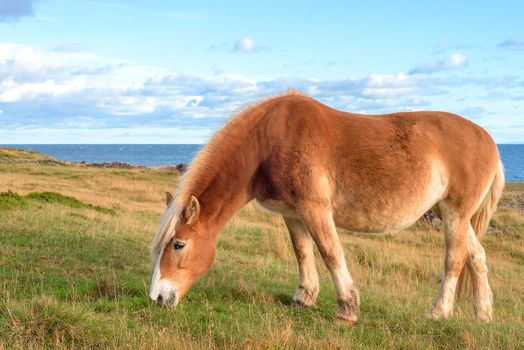 The red rural horse who is grazed on the seashore