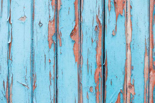 Old fence with the blue peeled-off paint and nails