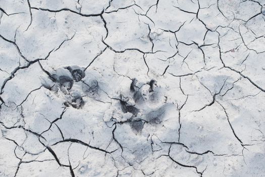 White cracked ground background texture with animals paws