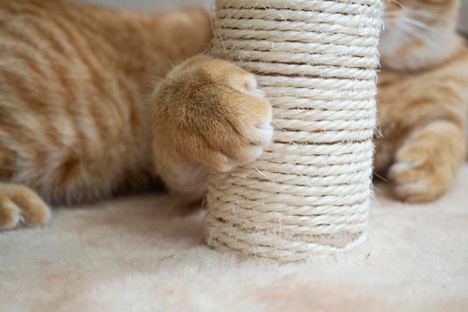Sweet red kitten is scratching at the cat tree close up