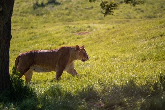 Lioness walking in the wilderness.