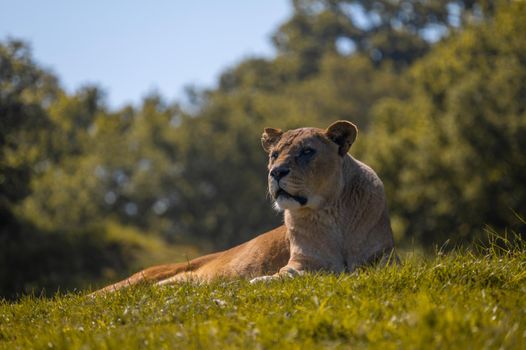 Female lion (Panthera leo) resting on savannah grassland on hot day.