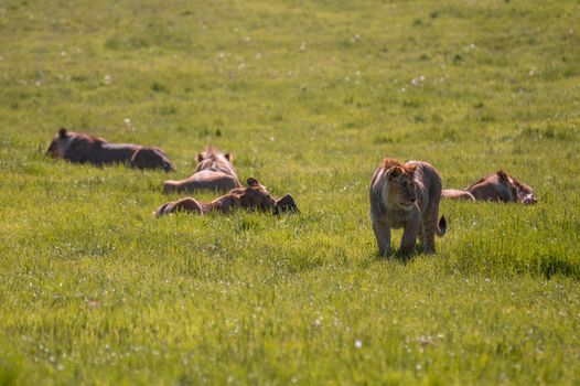 Group of lions resting together on savannah grassland during a hot day.