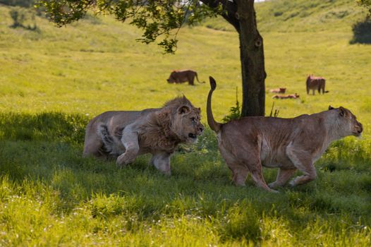 Lions (Panthera leo) playing and chasing each other under a tree.