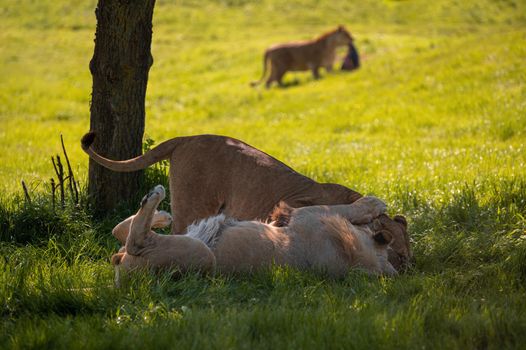 Lions (Panthera leo) playing and chasing each other under a tree.