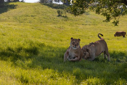 Lions (Panthera leo) playing and chasing each other under a tree.