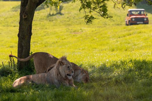 Lions resting under a tree shadow with 4x4 all terrain vehicle in the background.