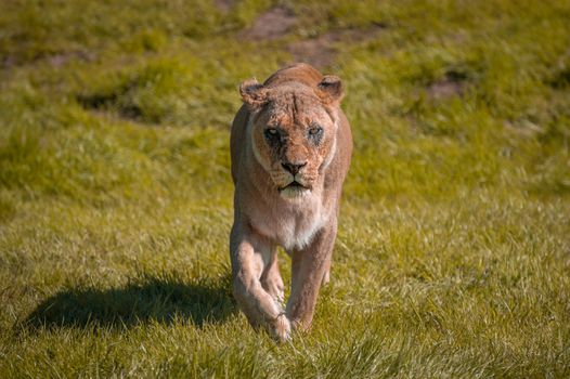 Lioness (Panthera leo) walking in the wilderness towards the point of camera view.