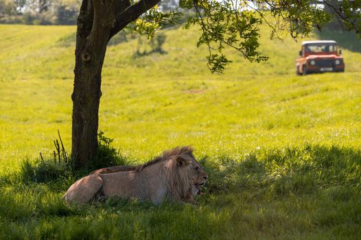 Lions resting under a tree shadow with 4x4 all terrain vehicle in the background.