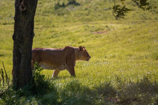 Lioness walking in the wilderness.