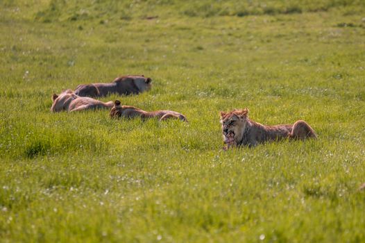 Group of lions resting together on savannah grassland during a hot day.