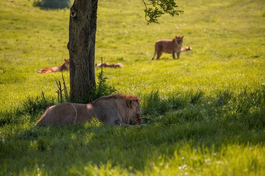 Lion under tree shadow, finishing its meal while pack of lions gathers around.