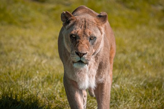 Lioness (Panthera leo) walking in the wilderness towards the point of camera view.